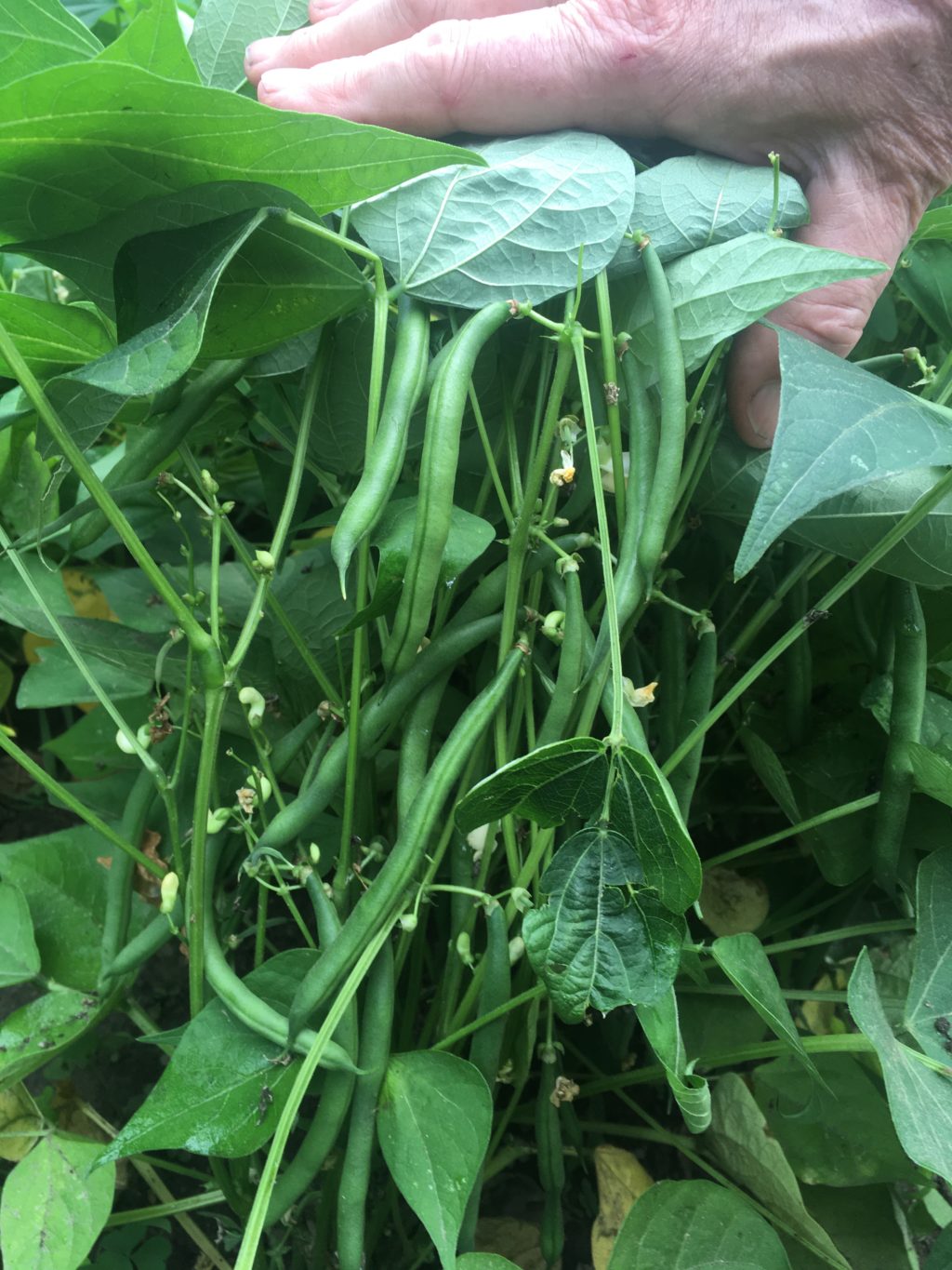 PHOTO OF THE WEEK: GREEN BEANS IN MEG AND STEVE’S GARDEN BY STEVE KING