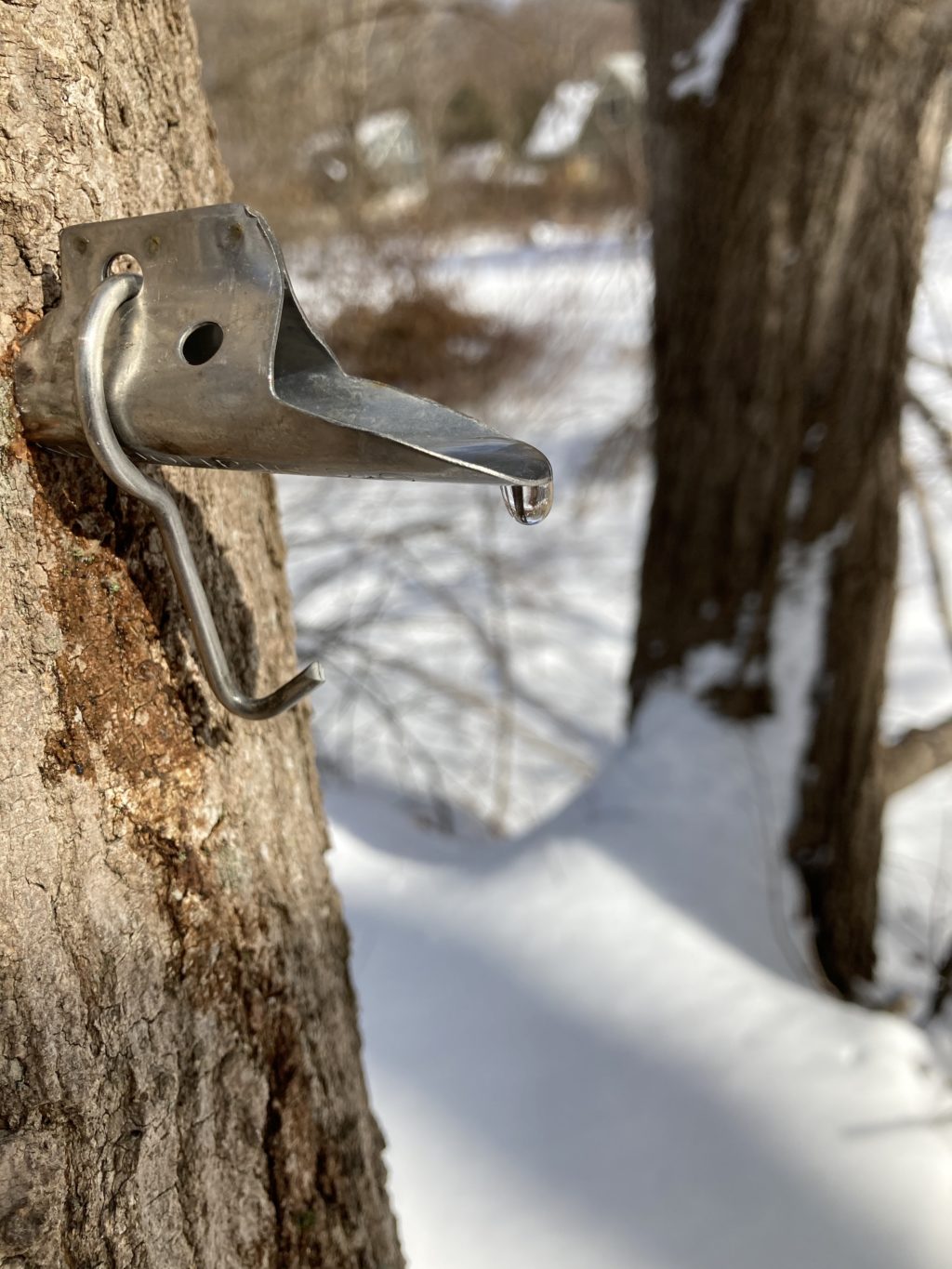 Almanac: Sweet Sign Of Spring