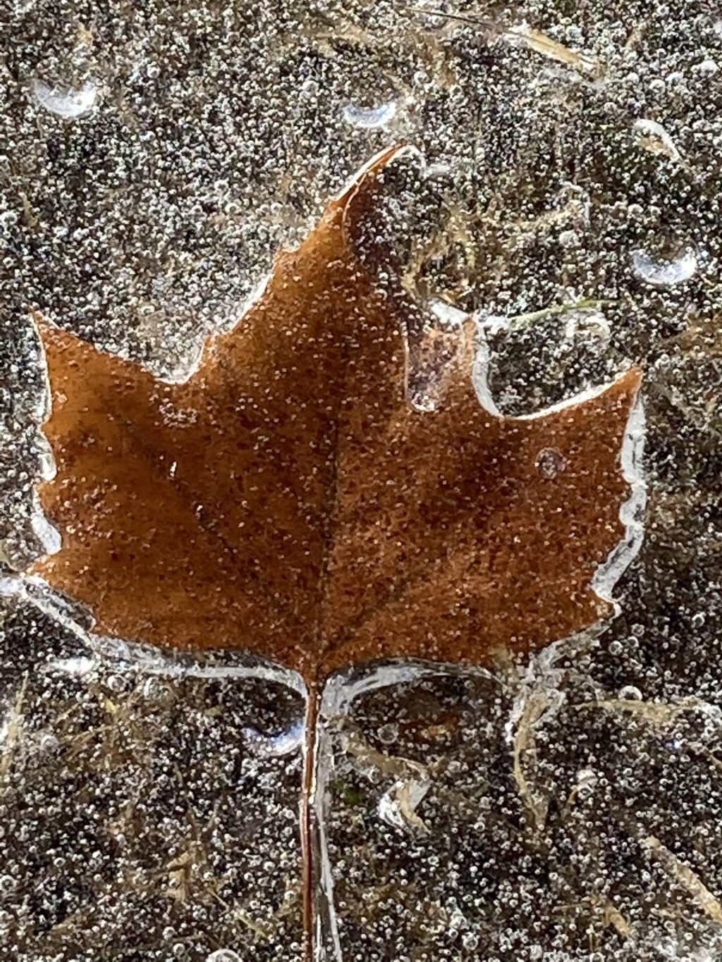 Winter Leaf