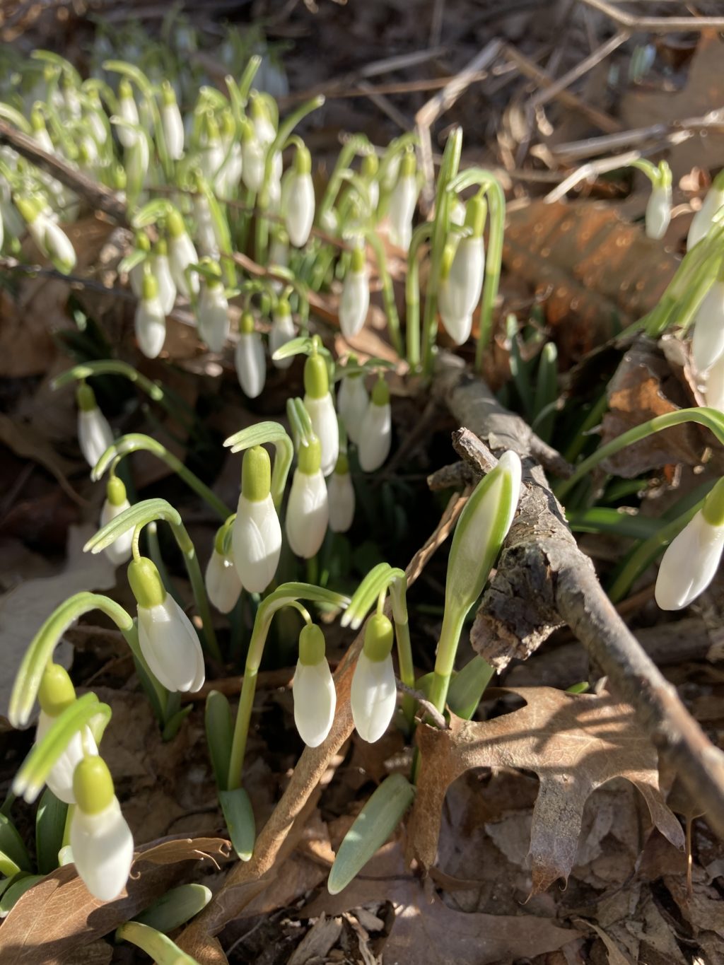 snowdrops  nature