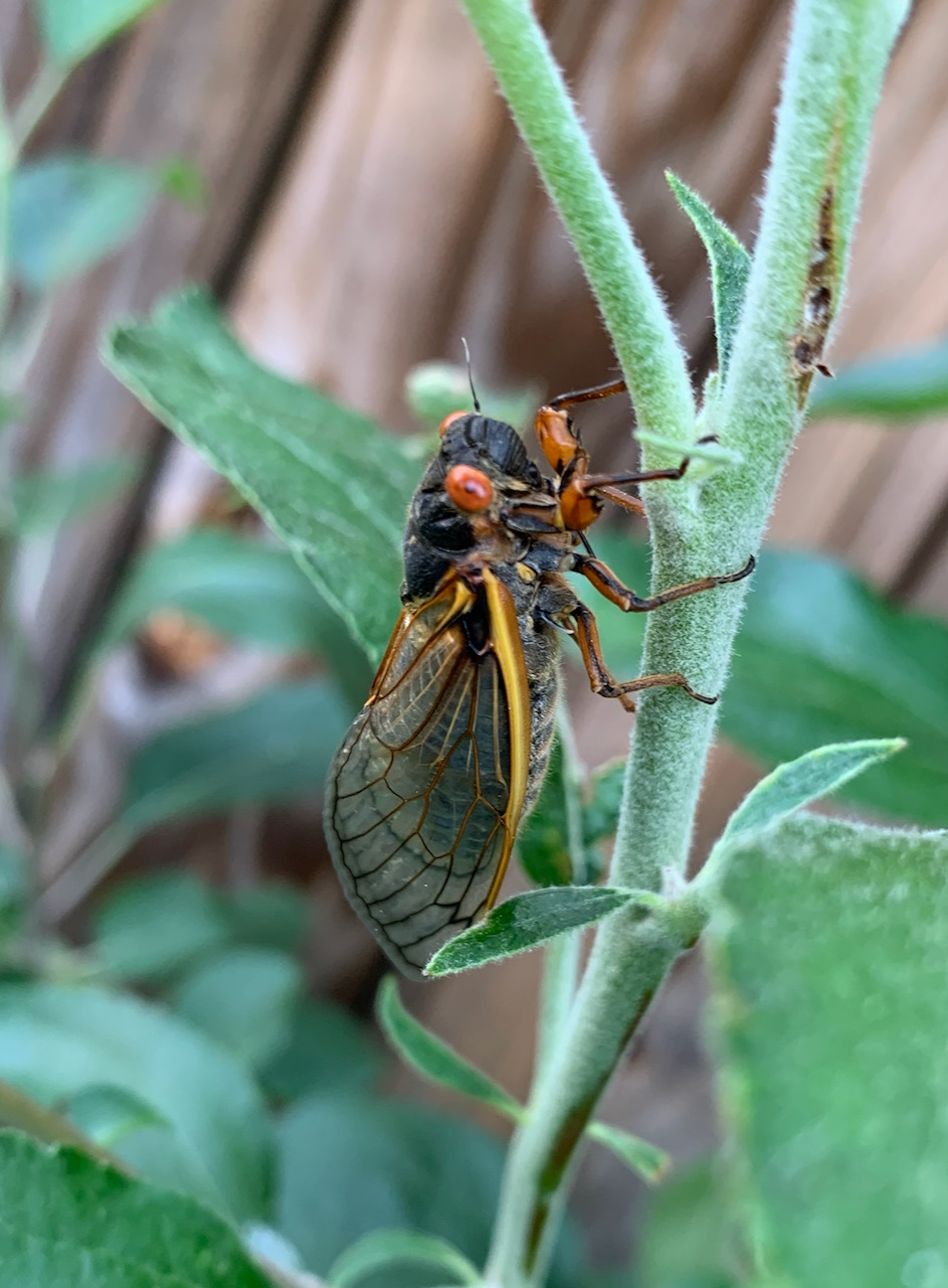 Photo Of The Week Cicadas Have Arrived Though Not In Western Mass, By