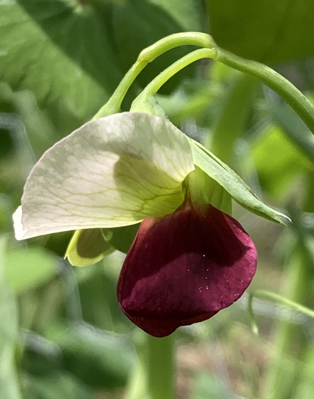 flower. nature