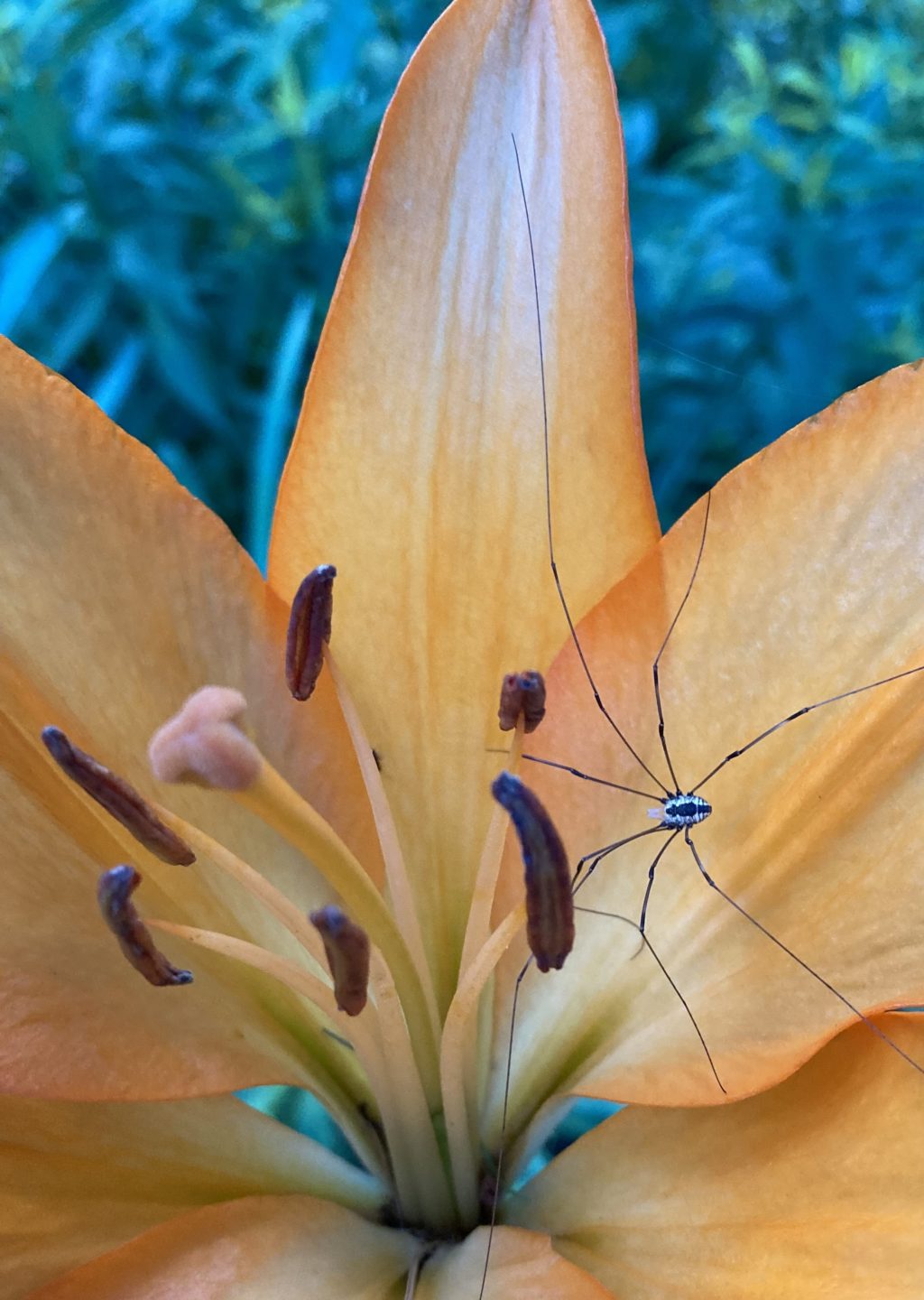 Photo Of The Week: Arachnid Visitor by Annique Boomsma