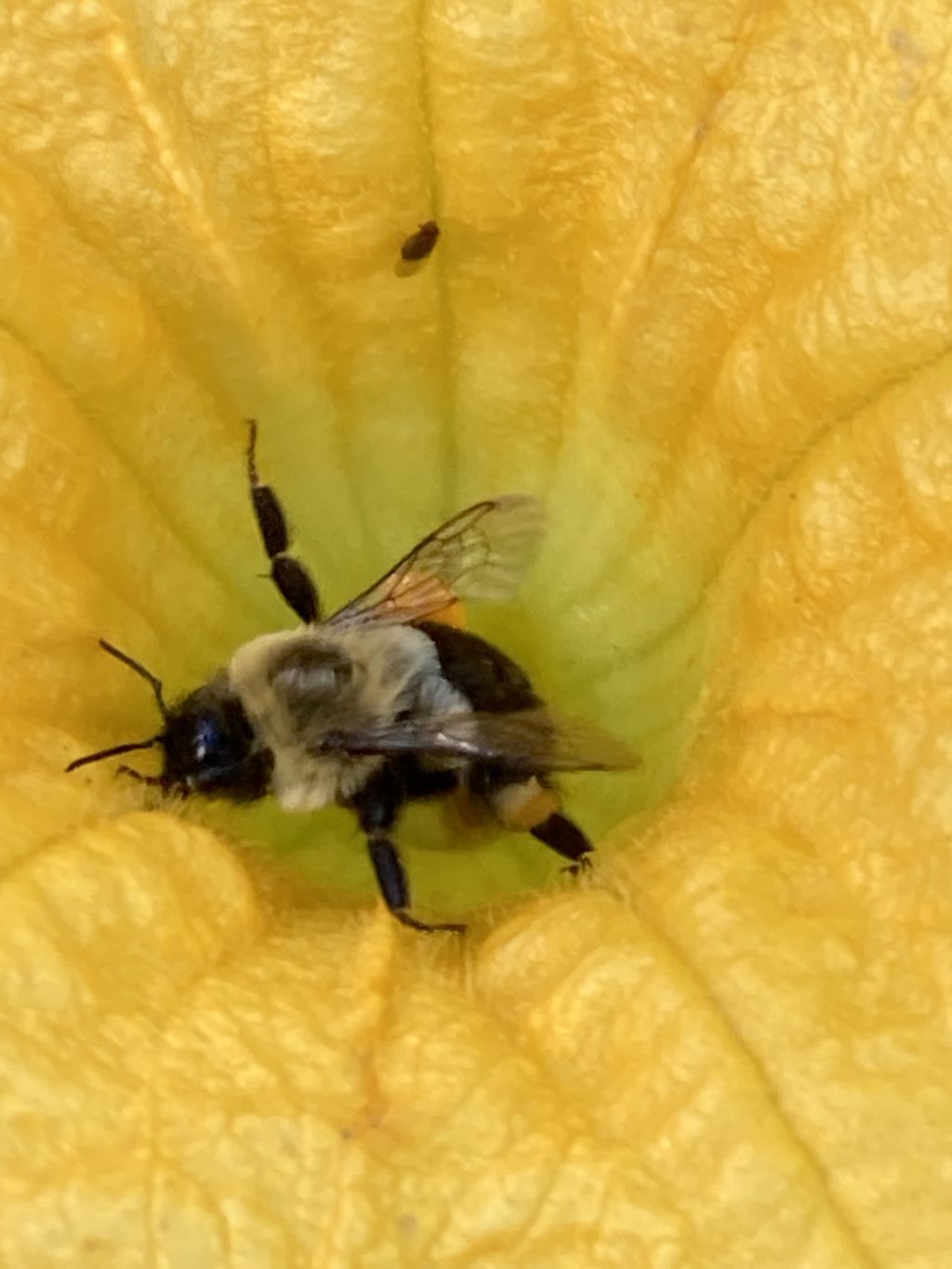 Bee in flower