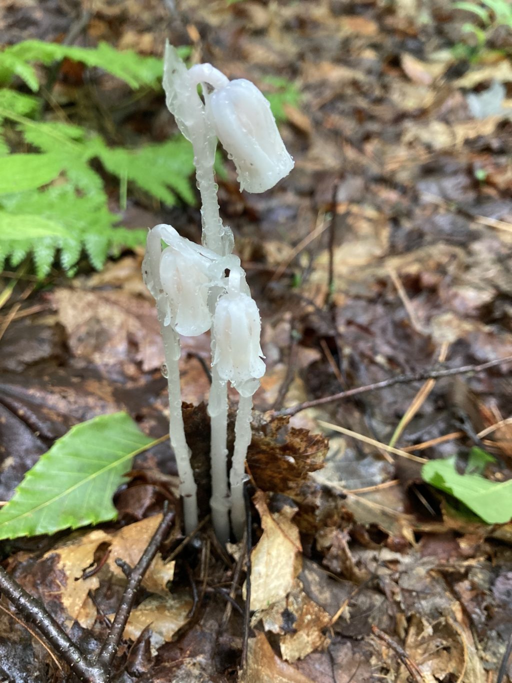 Indian pipe