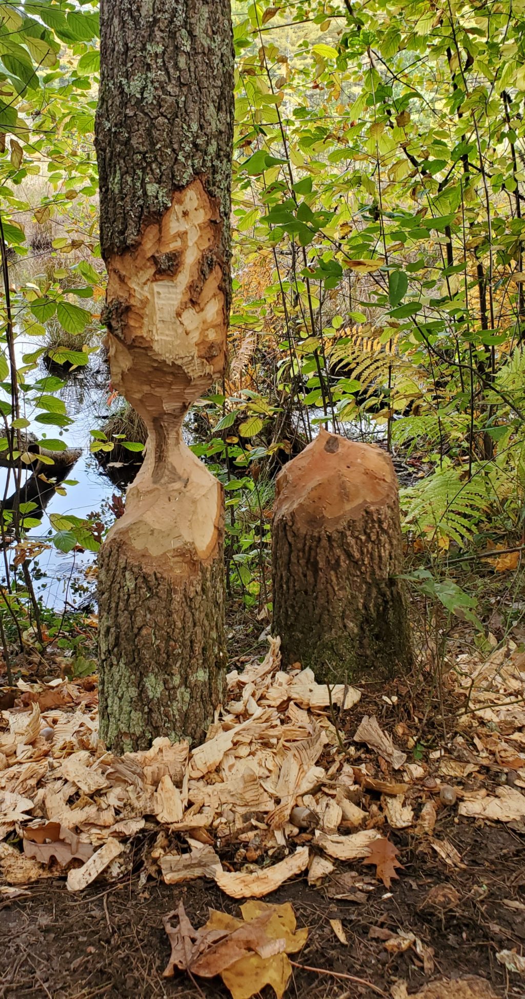 Photo Of The Week: New Work In Progress Beside Pond In East Leverett by Richard Sclove