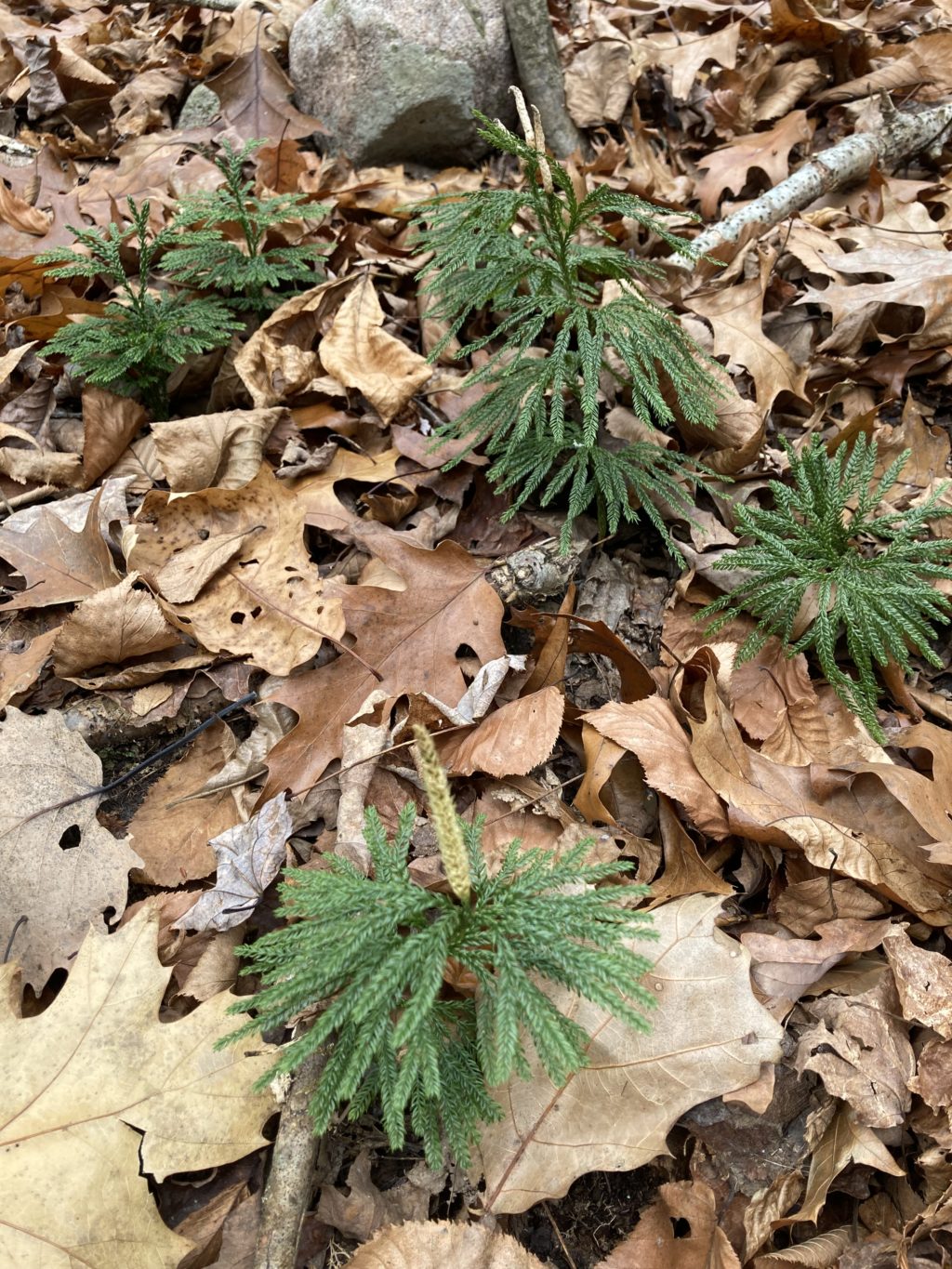 Lycopodium group