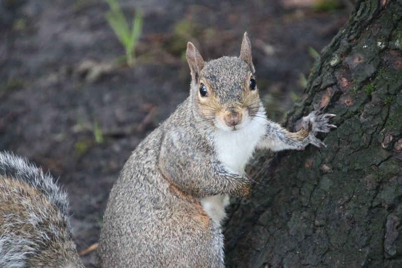 Almanac Mind Of A Squirrel Amherst Indy