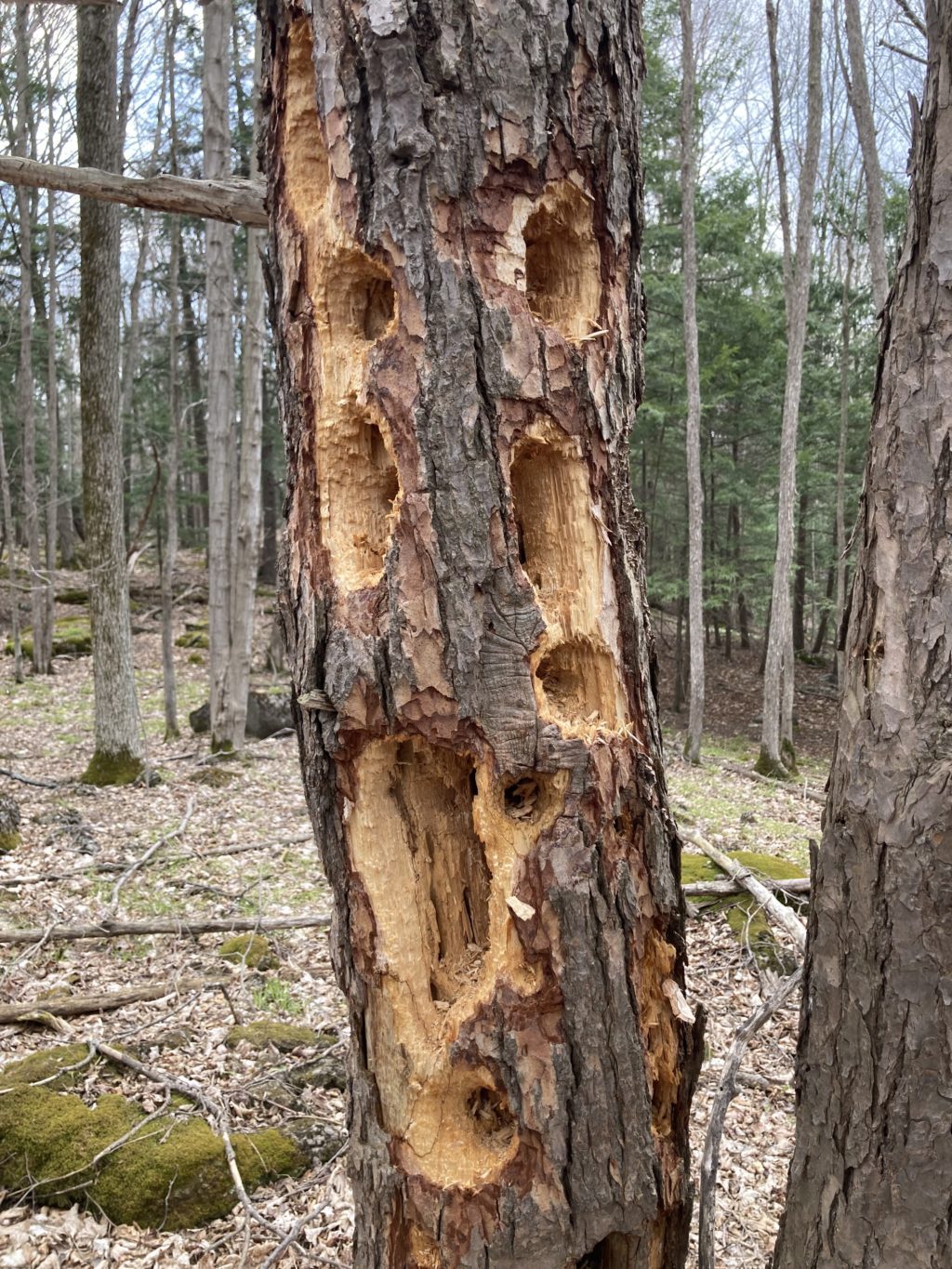 Pileated holes 4-22 syracuse