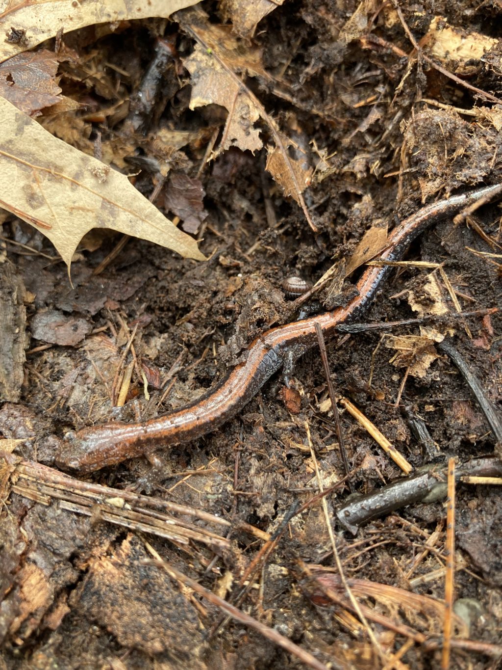 Salamander red-backed