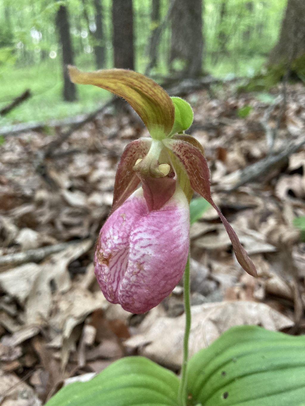 Almanac: Forest Orchids