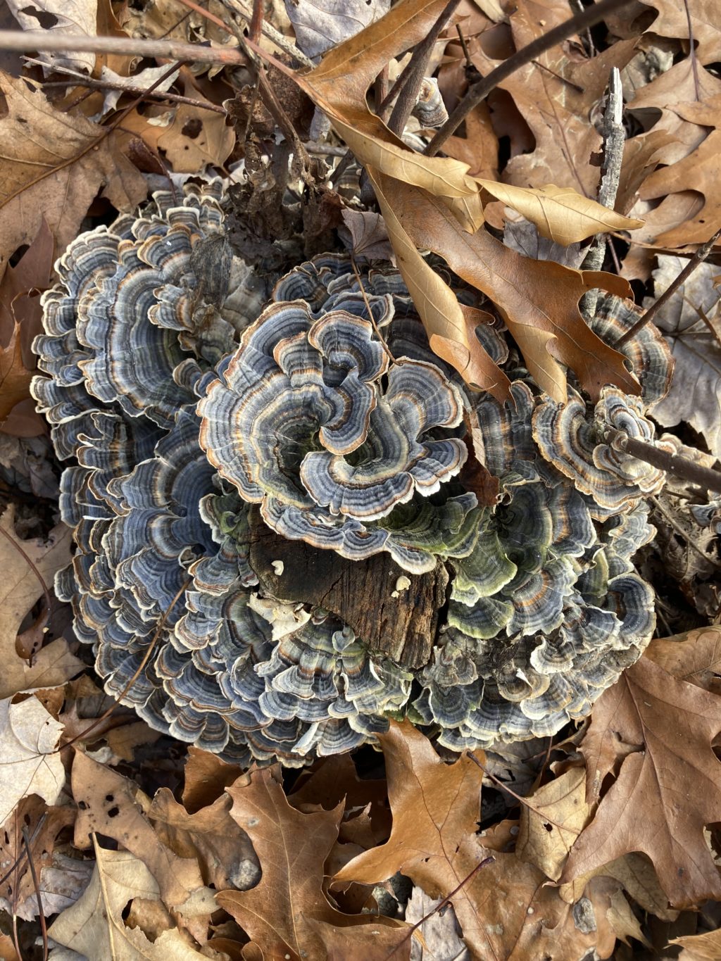 Turkey tail fungus.  nautre