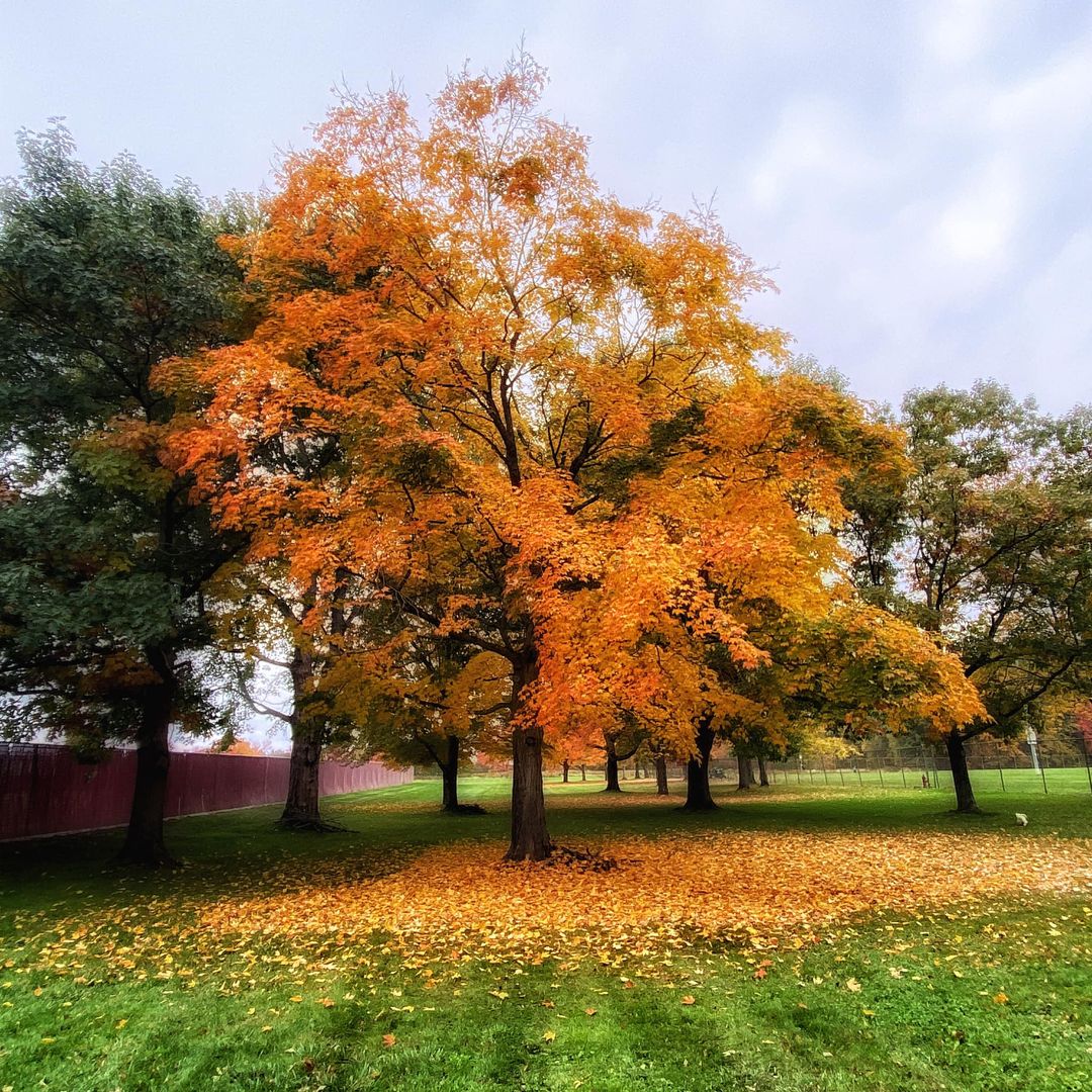 Photo Of The Week: Fall Foliage Gallery 2022, Part 2 - Amherst Indy