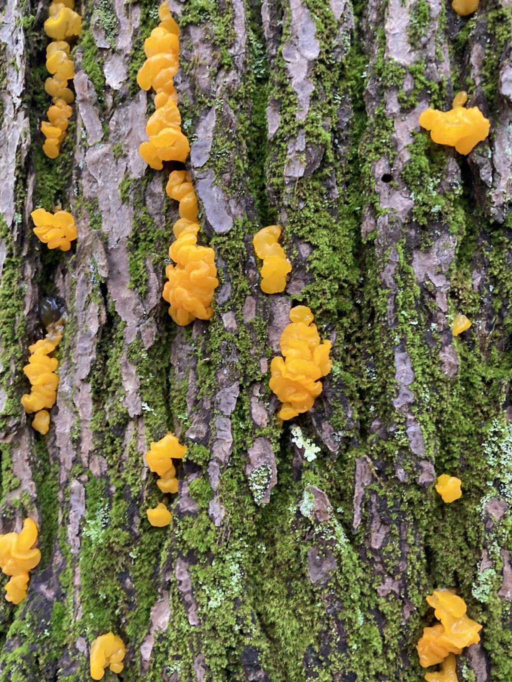 Jelly fungus wide 11-22