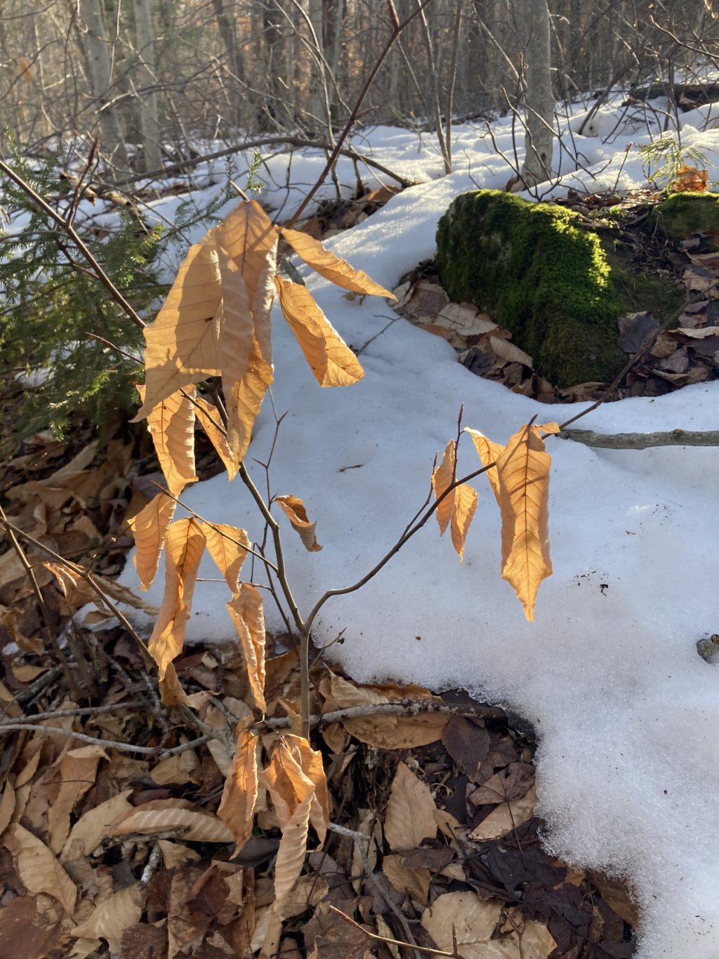 Beech leaves close