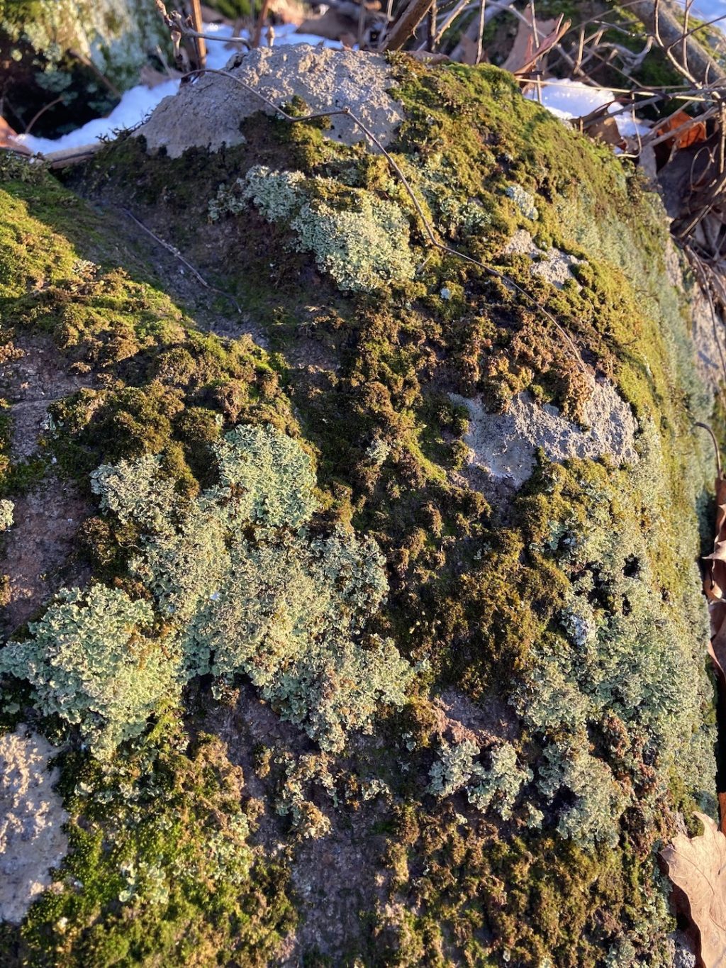 lichen & moss