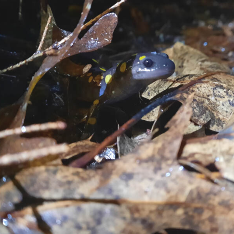 Hitchcock Center Guide To Annual Spotted Salamander Migration Amherst