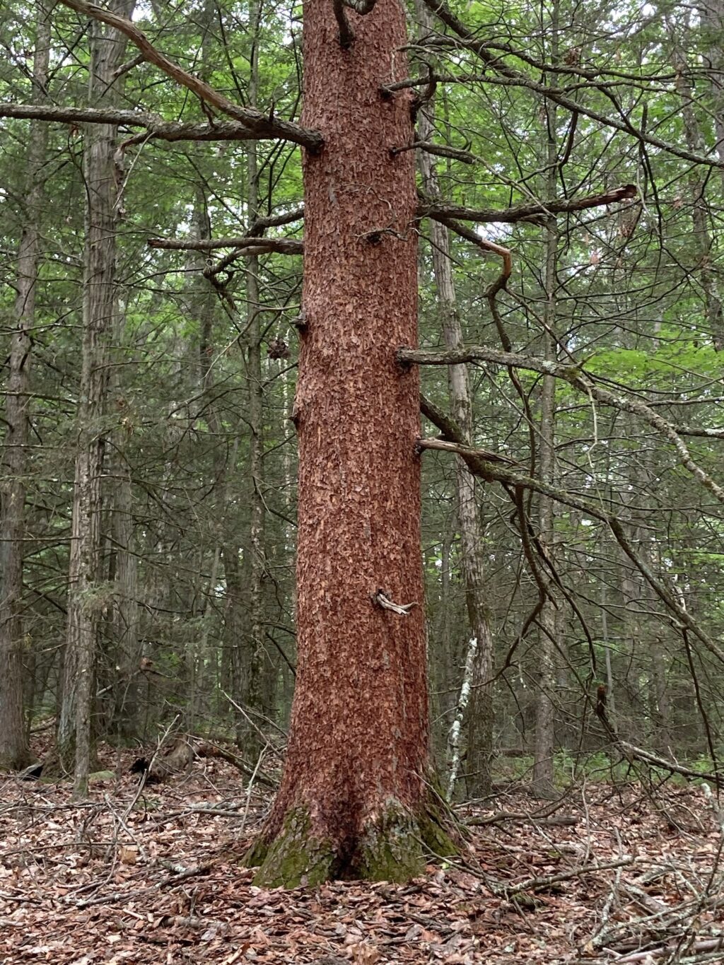 Hemlock de-barked wide