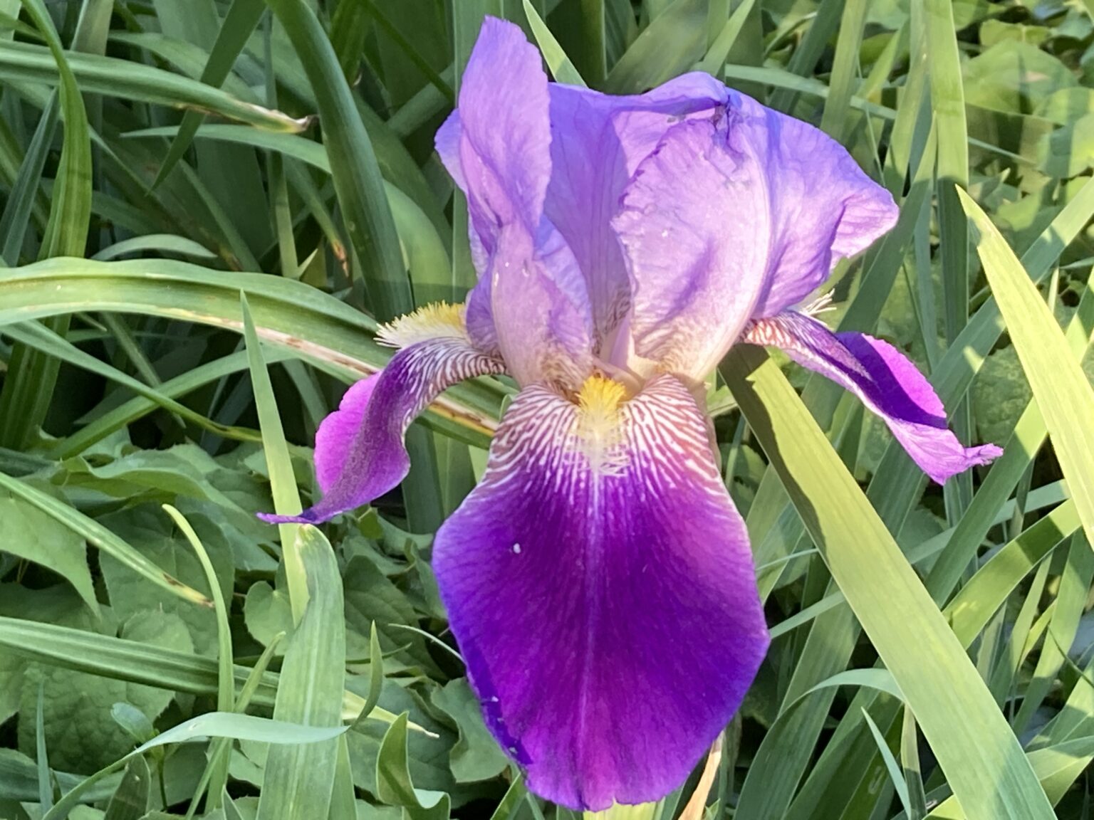 Photo Of The Week: Giant Irises By Annique Boomsma - Amherst Indy