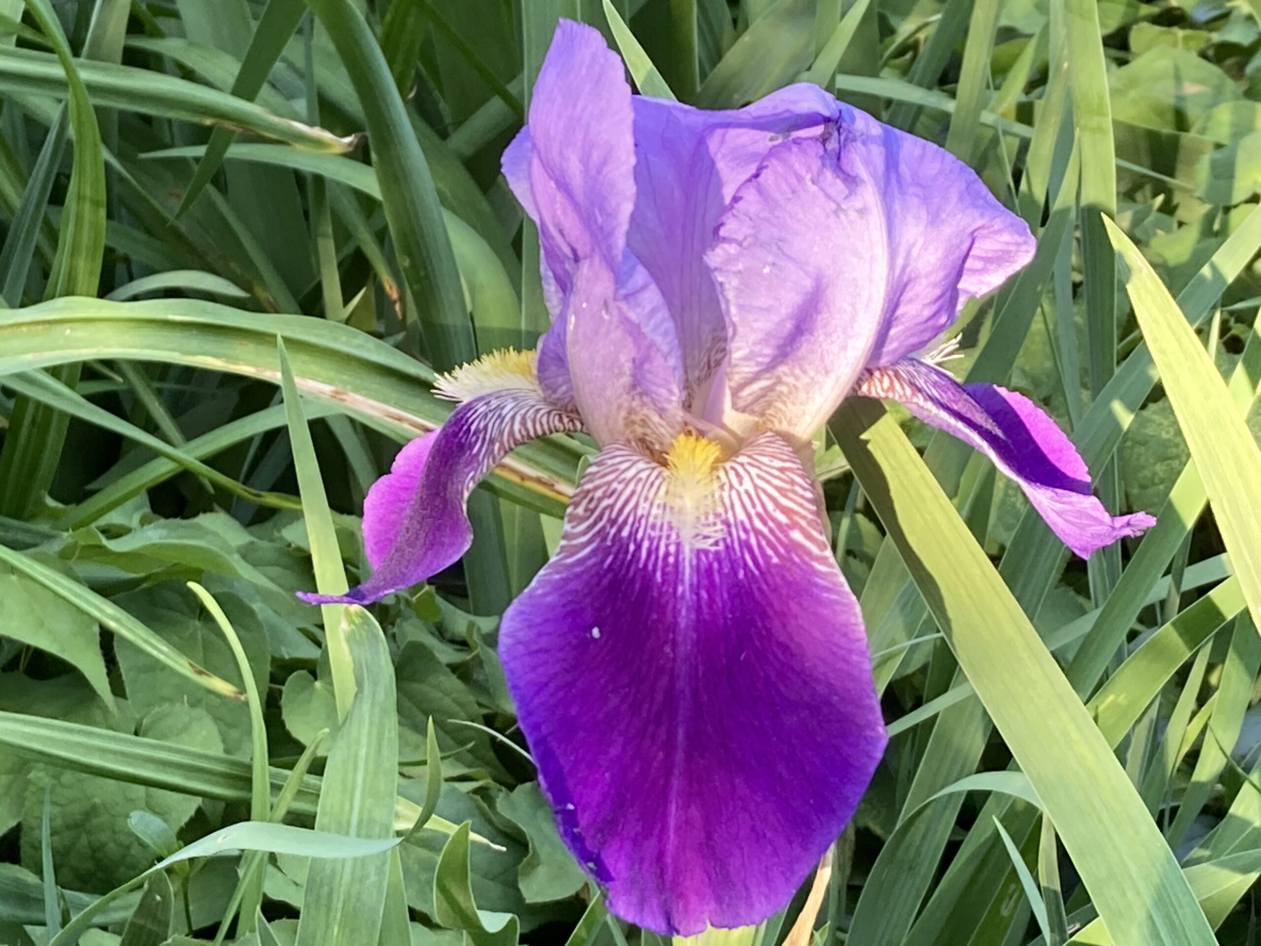 Photo Of The Week: Giant Irises By Annique Boomsma