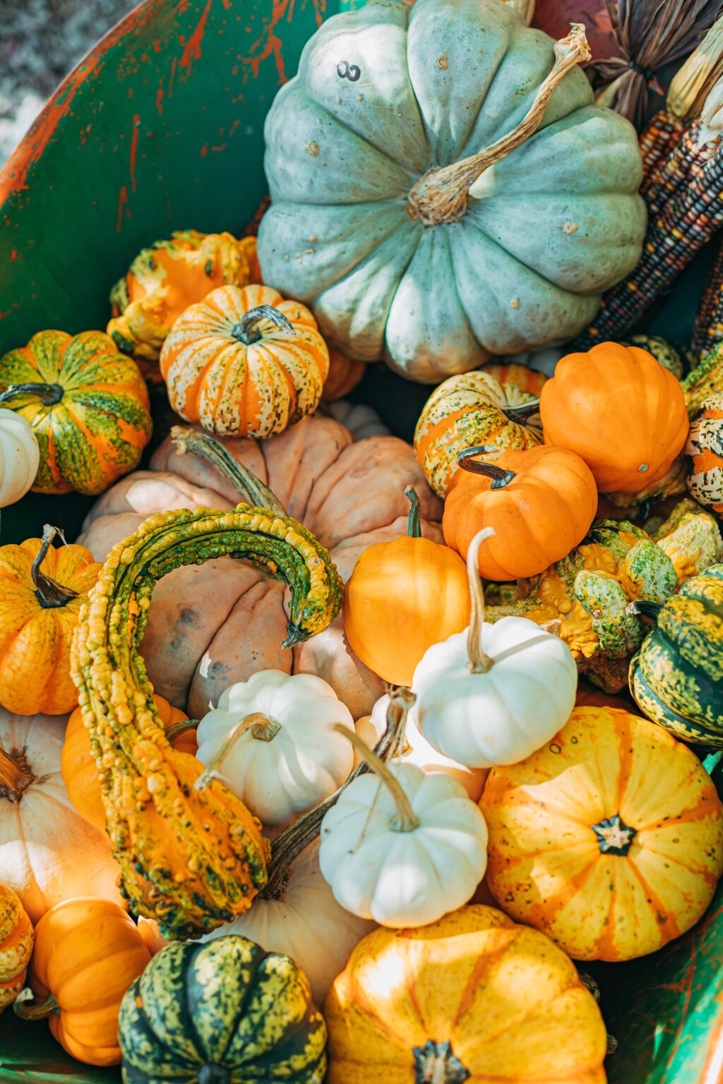 fall. pumpkins