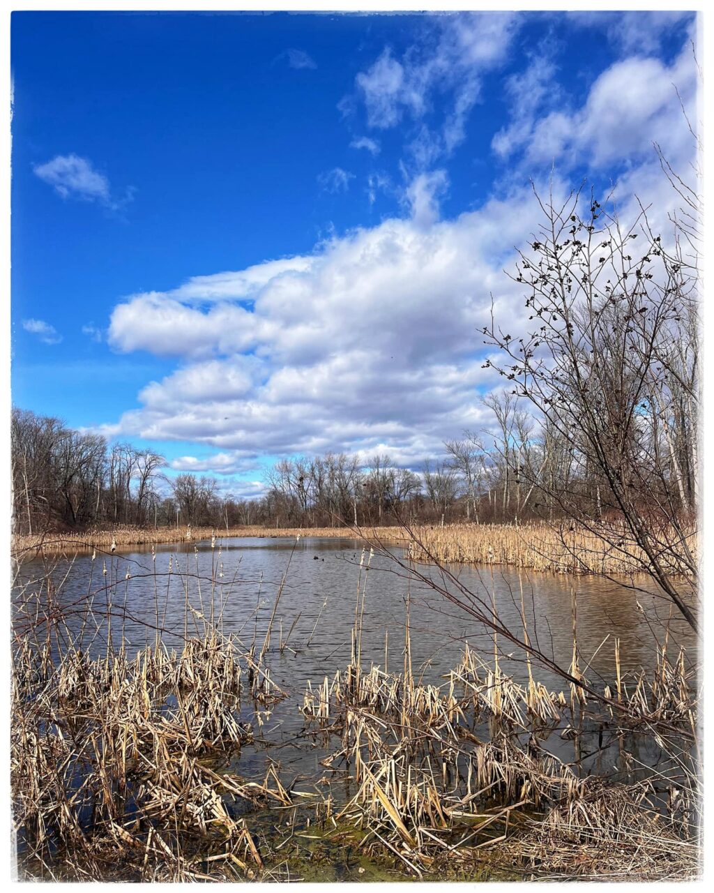 Photo of the Week: Spring at the Fannie Stebbins Wildlife Refuge