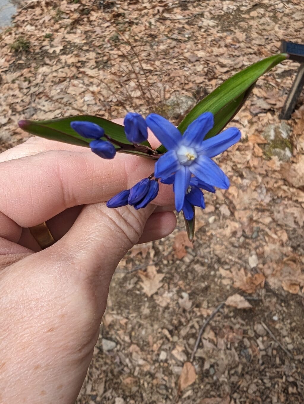 Adventures of a Native Plant Gardener: Scilla in the Spring