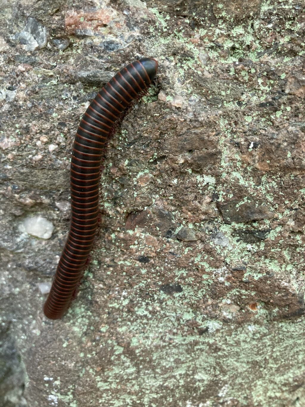 Millipeded recent