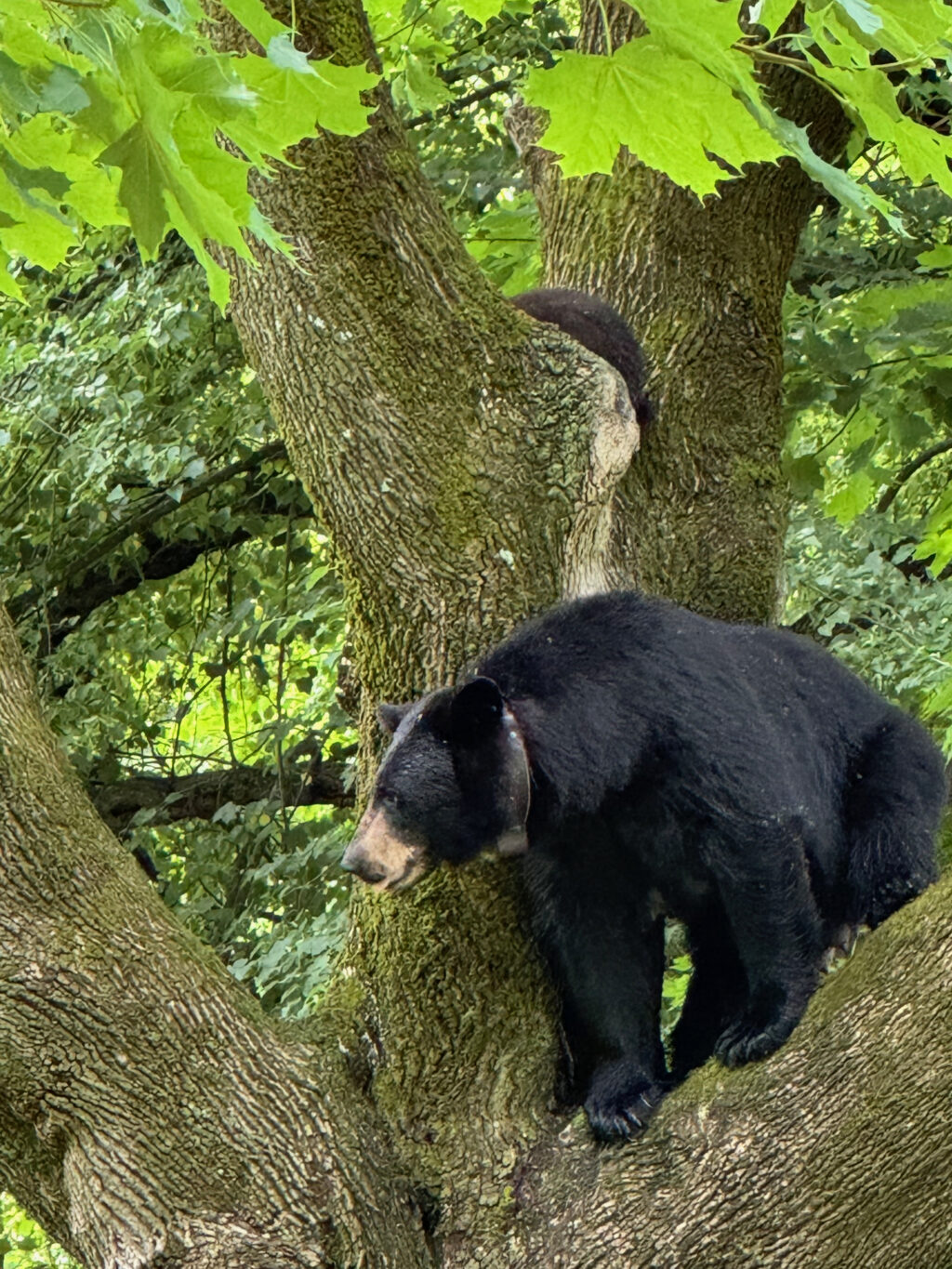 Photos of the Week: More Bears. Also Eagles by John Varner and Hilda Greenbaum