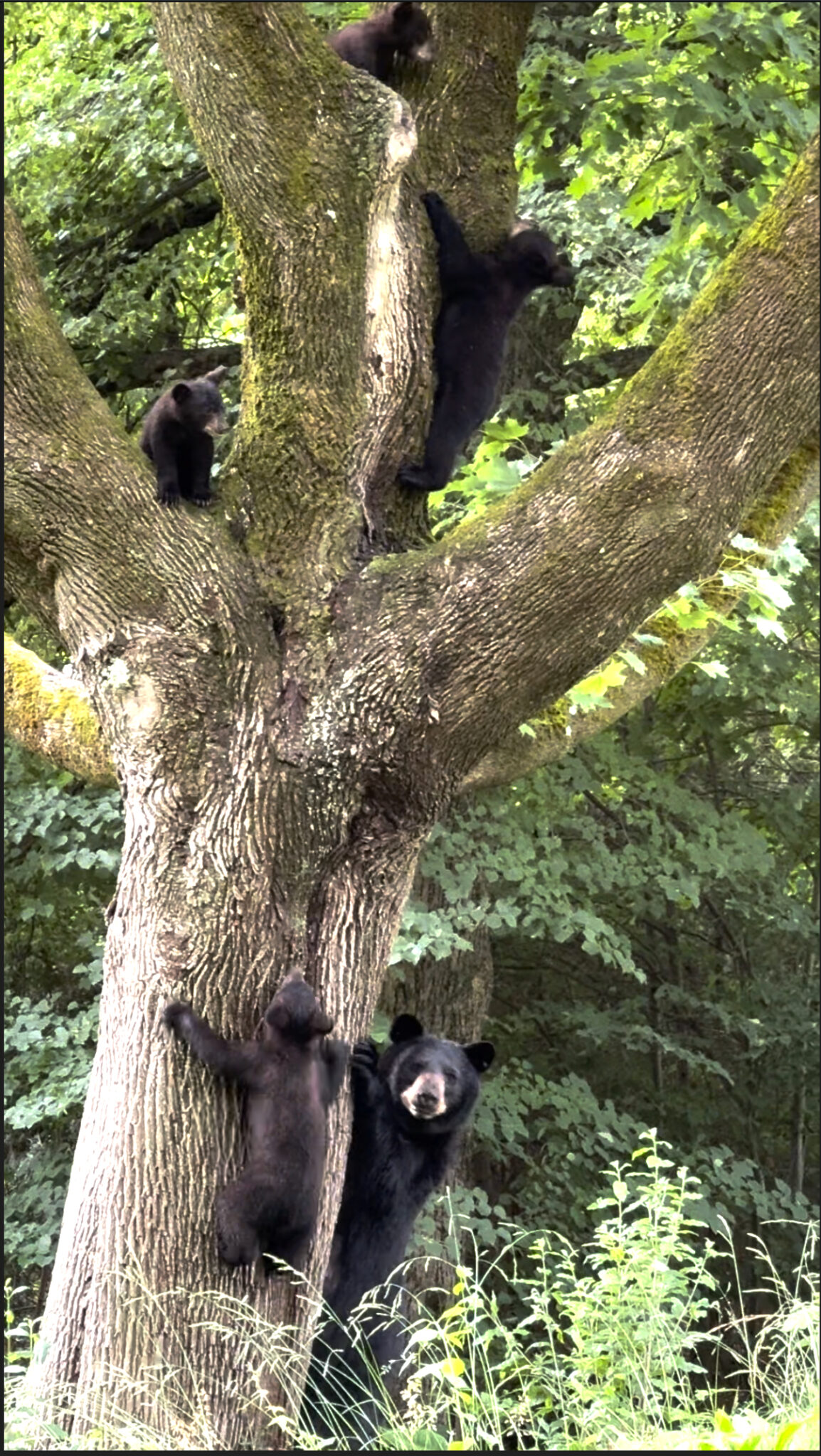 Photos of the Week: More Bears. Also Eagles by John Varner and Hilda ...