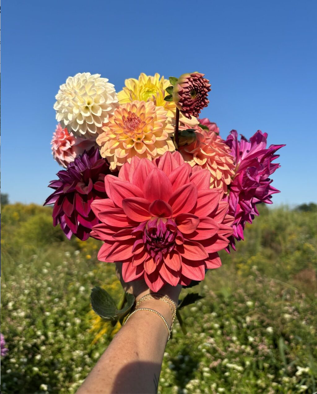 Photos of the Week:  Dahlias! by Deborah Keisch