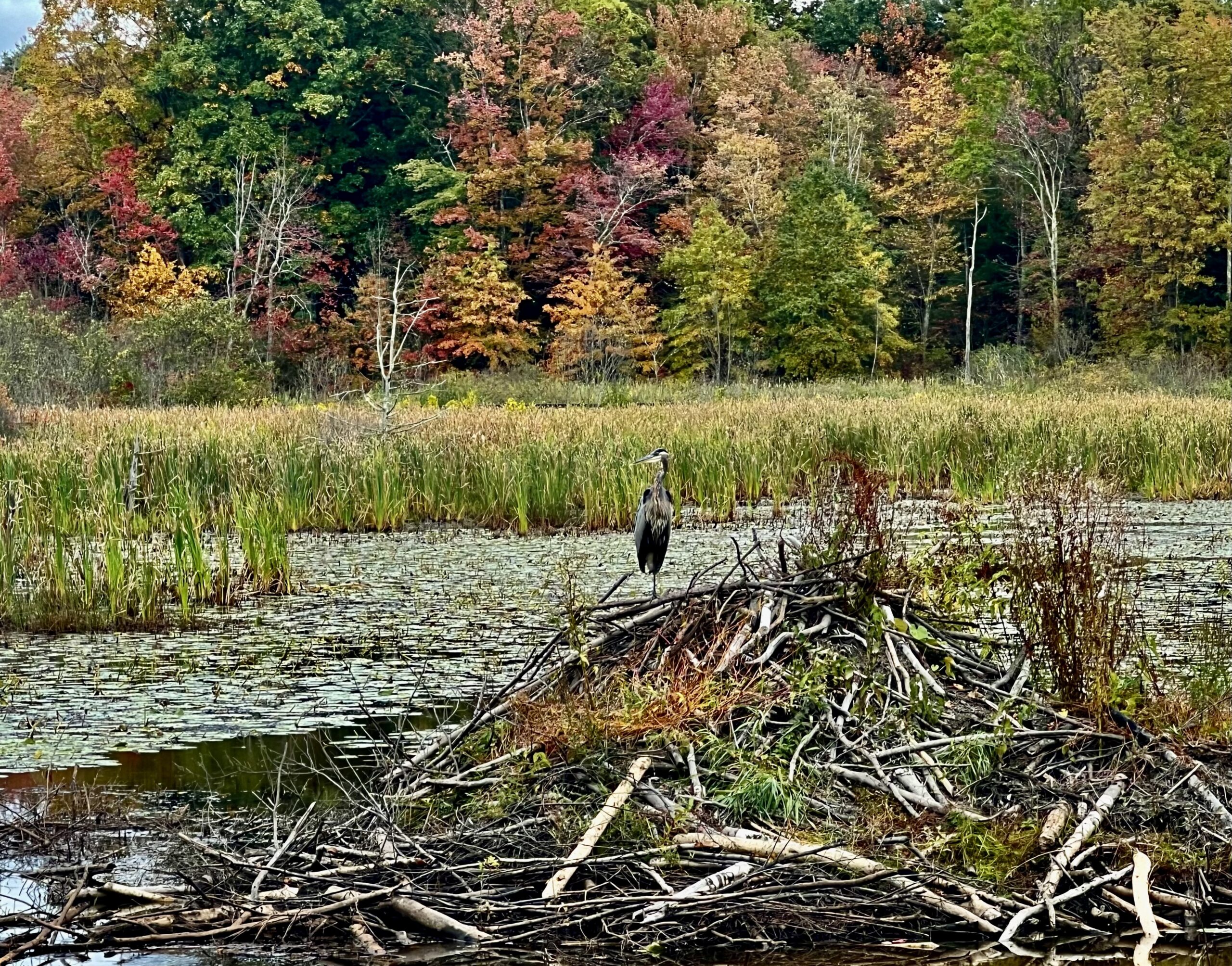 Photos of the Week: Wildlife on the Norwottuck Rail Trail by Sigurd Nilsen