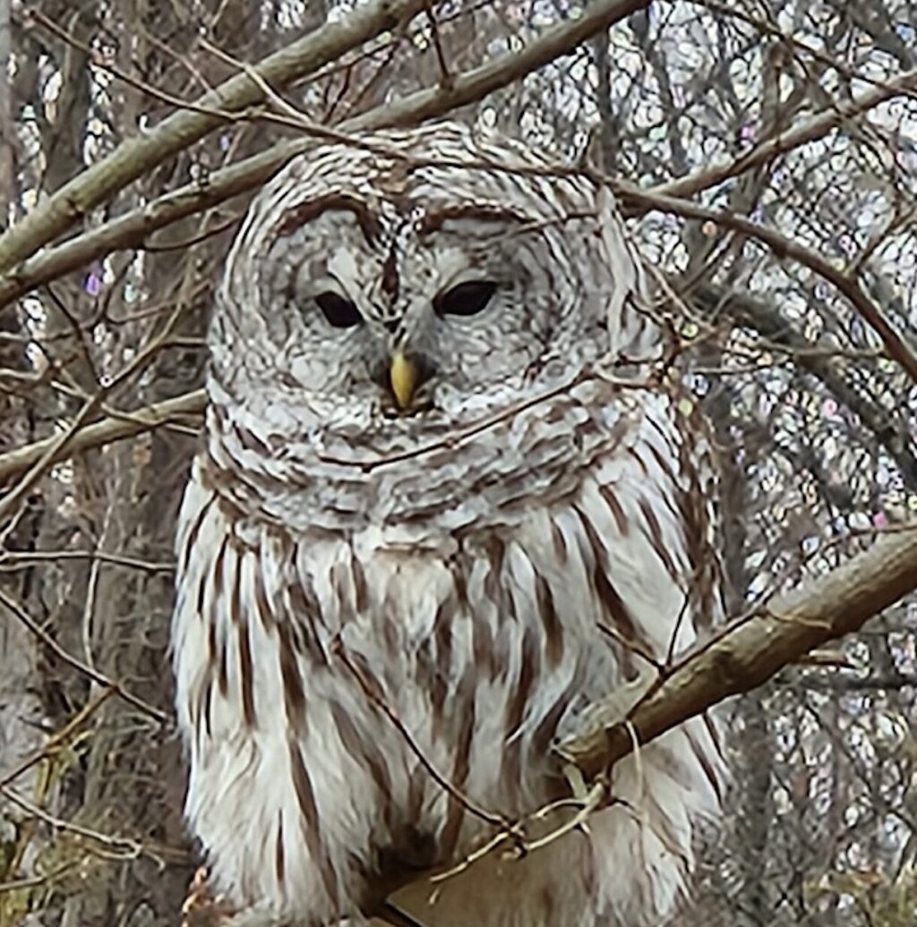 Photo of the Week: Barred Owl at Amherst Survival Center by Dianne Lieberman