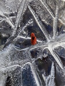 Photos of the Week: Farewell to Stream Ice by Annique Boomsma and John Root