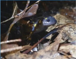 Update: Sunday March 16 Looks to Be a Good Night for Amphibian Migration