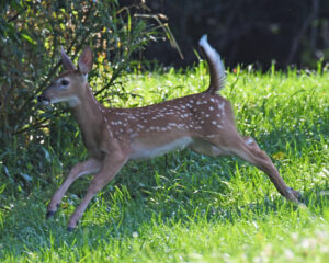 White-tailed_deer_rockville_7.9.21_DSC_1518